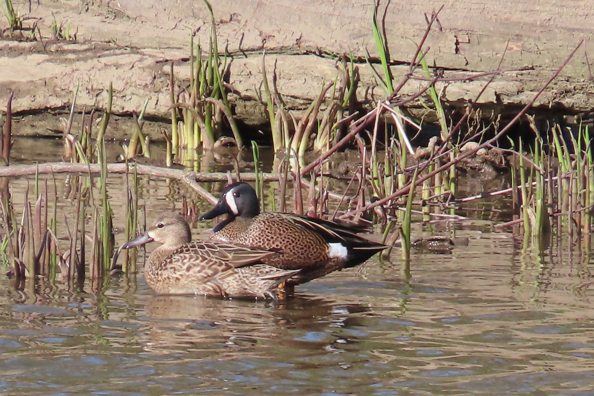Blue-winged Teal - ML617360411