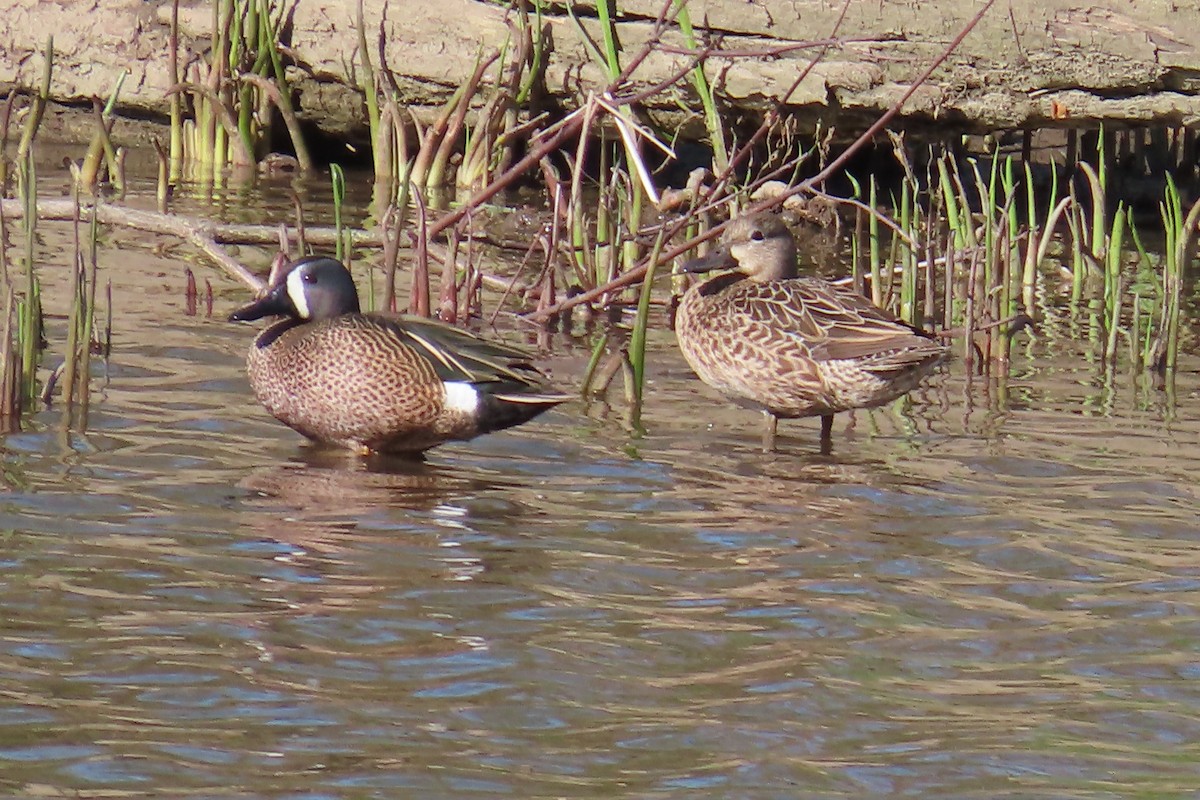 Blue-winged Teal - ML617360416