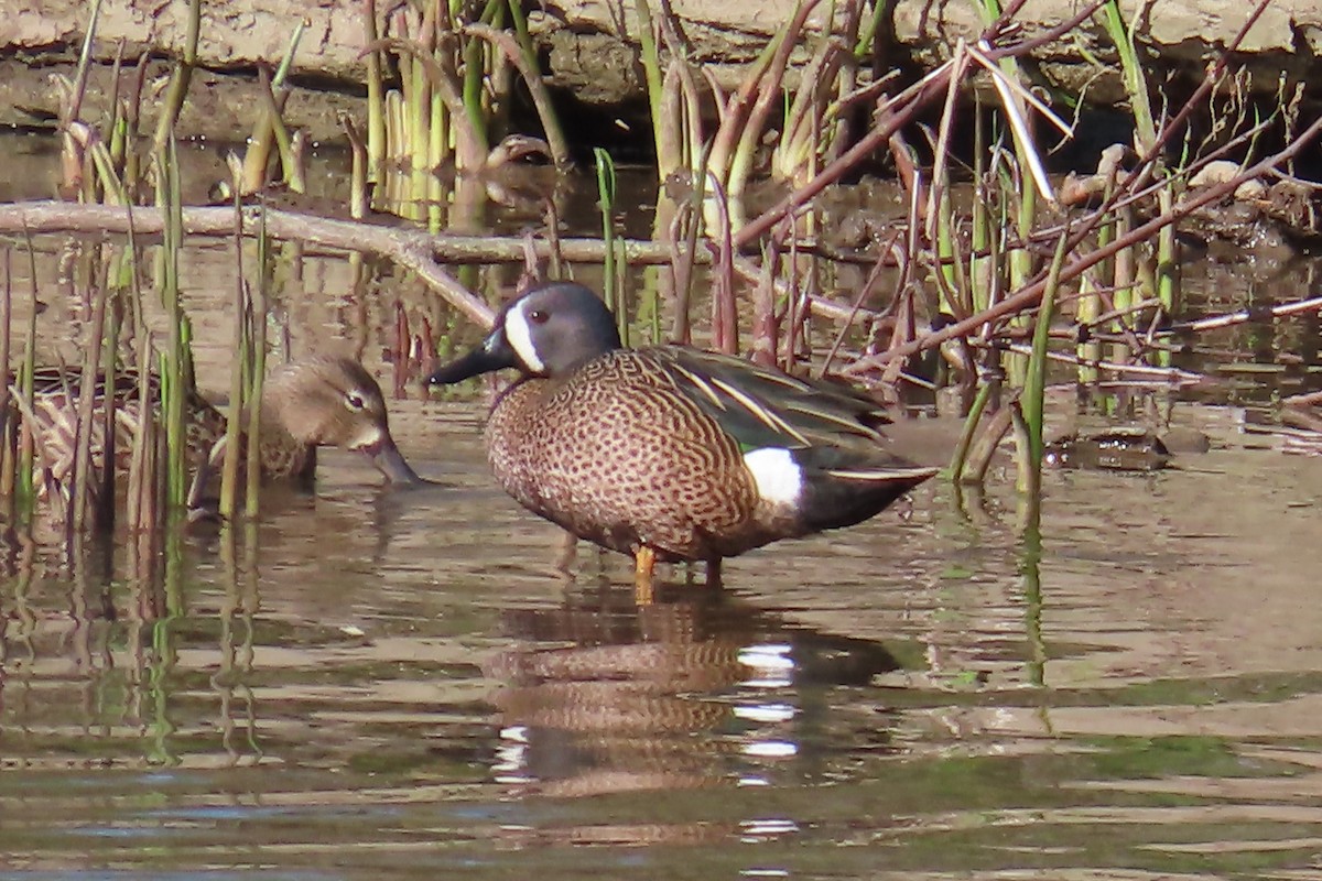 Blue-winged Teal - ML617360418