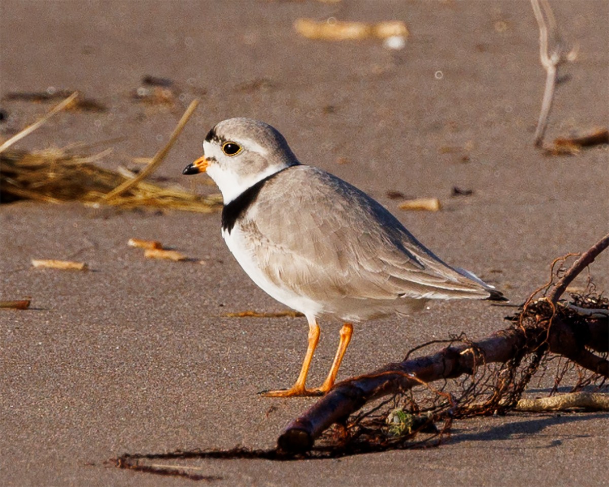 Piping Plover - ML617360427