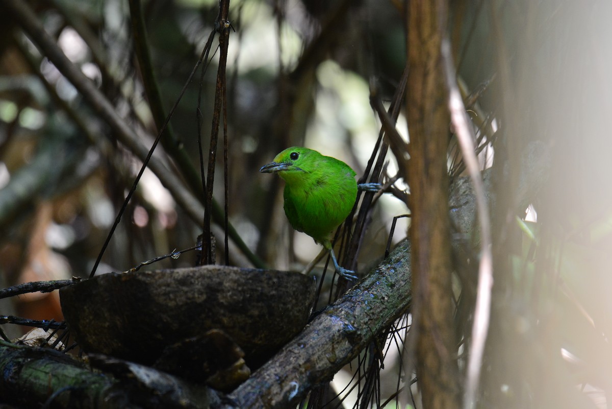 Lesser Green Leafbird - Jukree Sisonmak