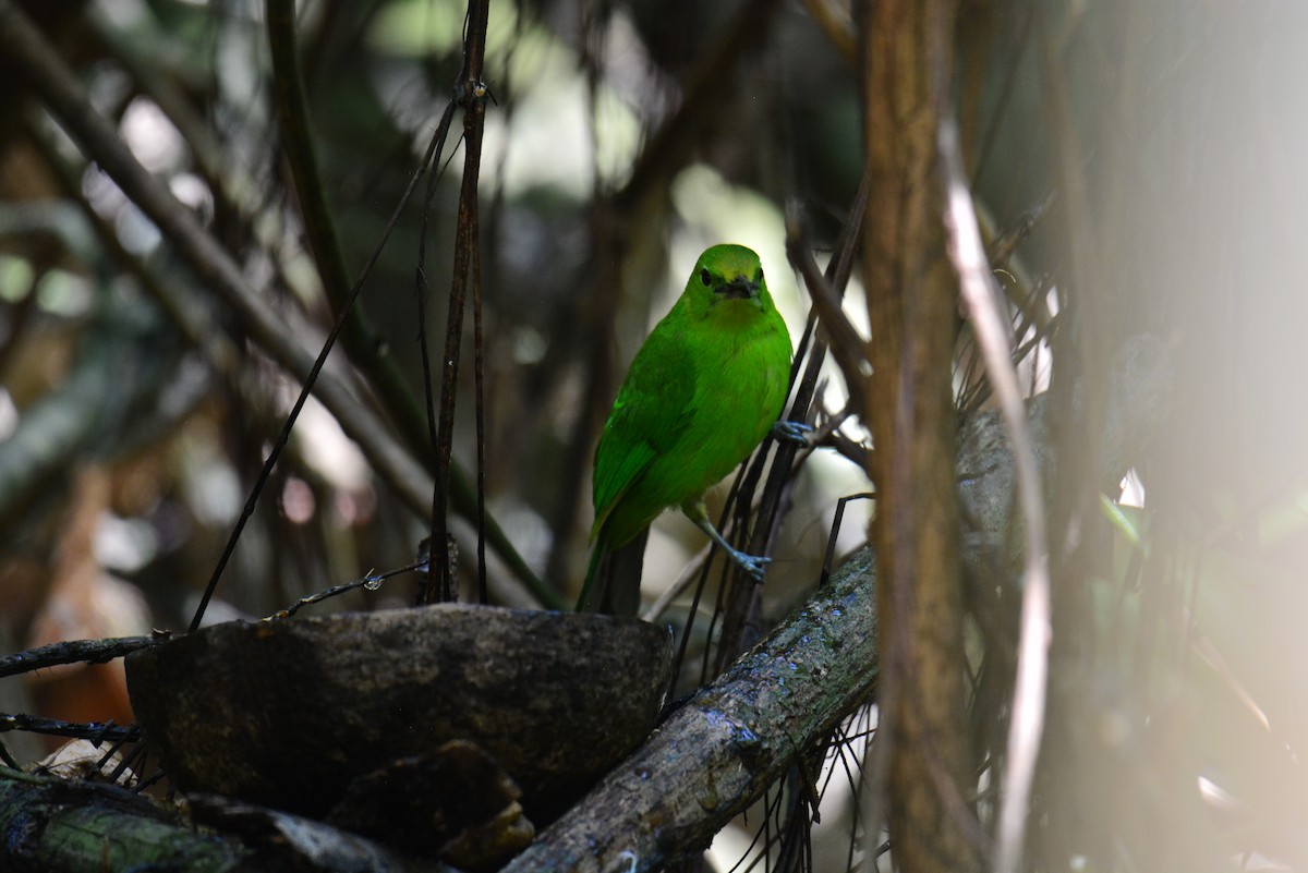 Lesser Green Leafbird - ML617360431