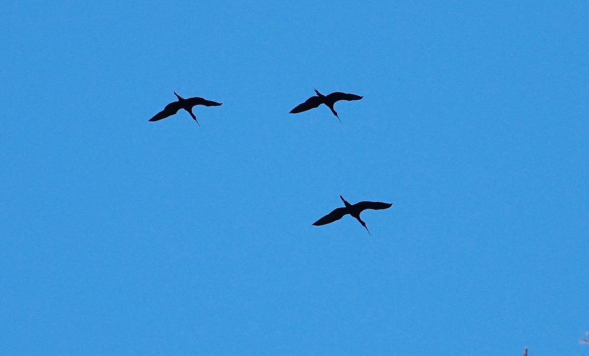 ibis hnědý - ML617360436