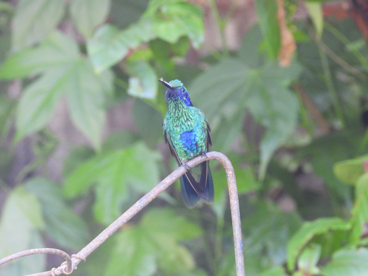 kolibřík modrolící - ML617360463