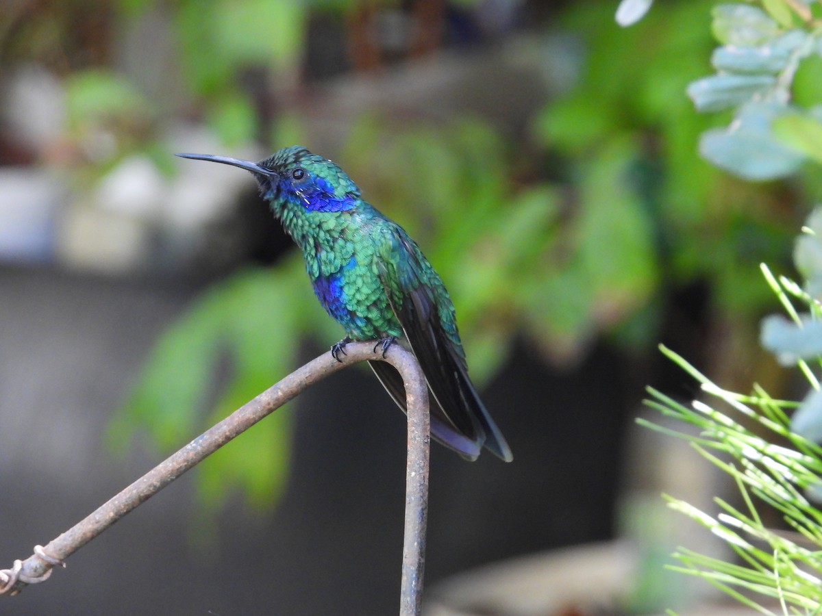 kolibřík modrolící - ML617360464