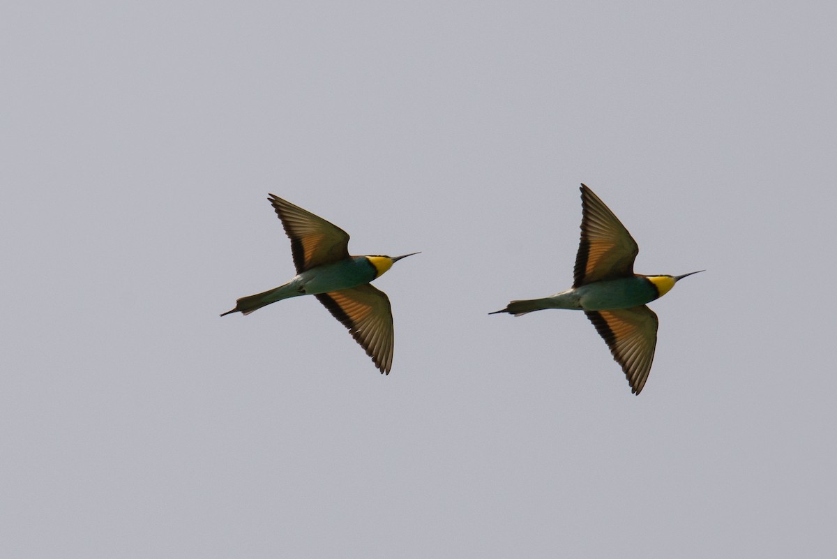 European Bee-eater - ML617360500