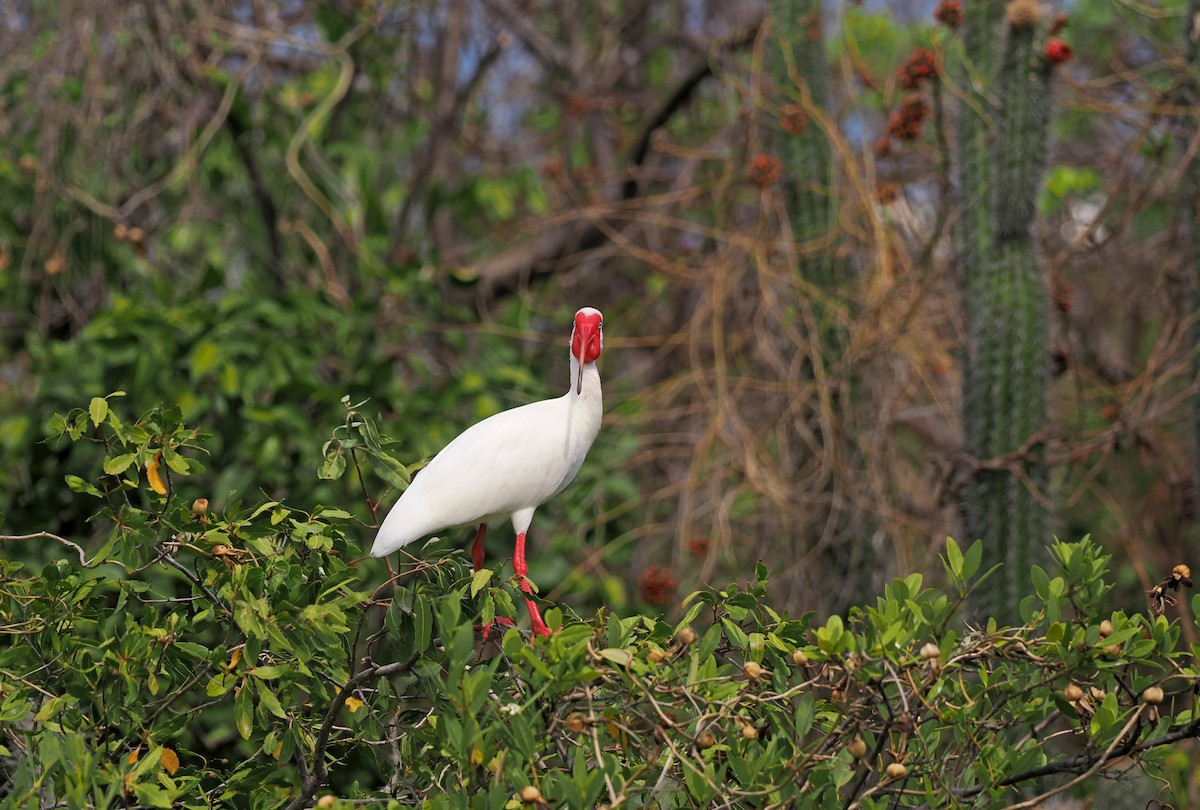 ibis bílý - ML617360509