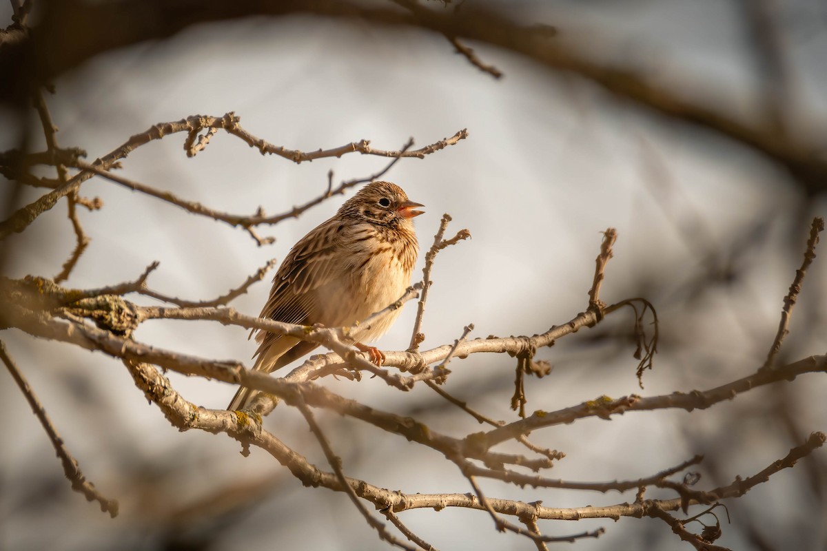 Vesper Sparrow - Darryl Ryan