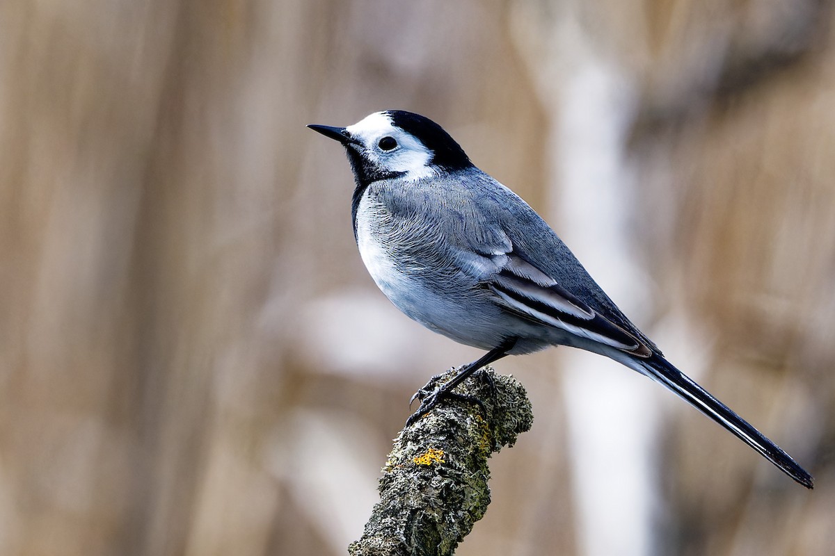 White Wagtail (White-faced) - ML617360587