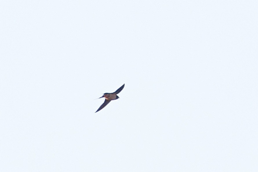 Barn Swallow - Cristine Van Dyke