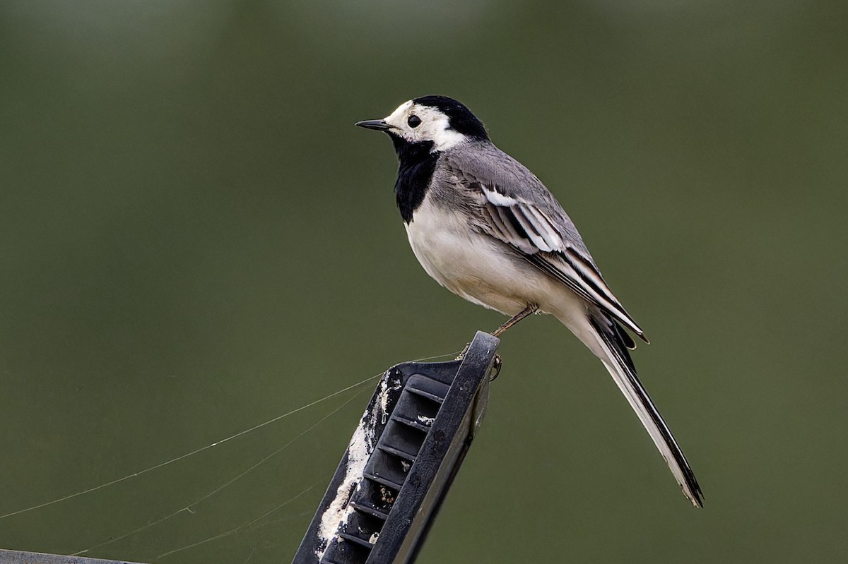 White Wagtail (White-faced) - ML617360682