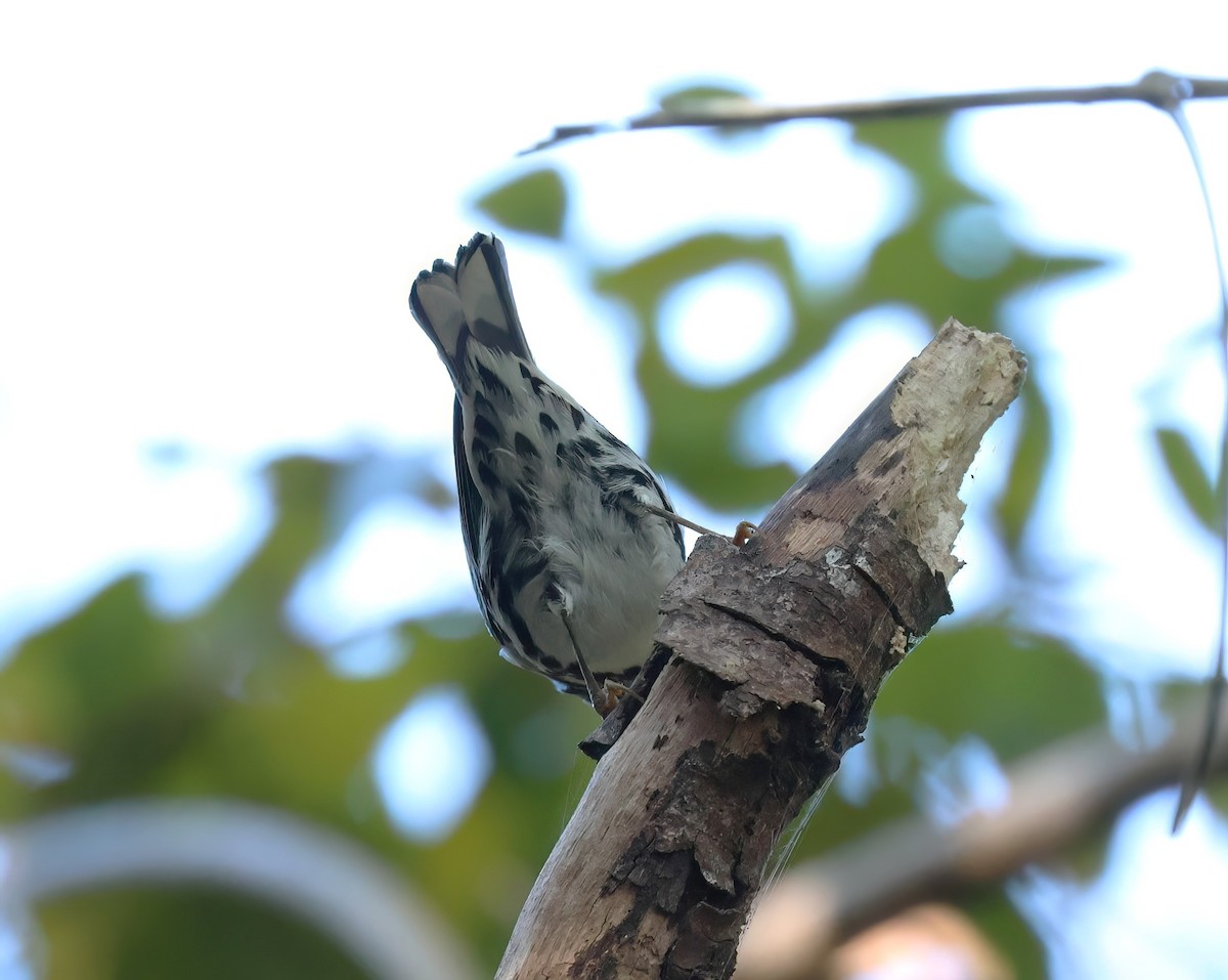 Black-and-white Warbler - ML617360689