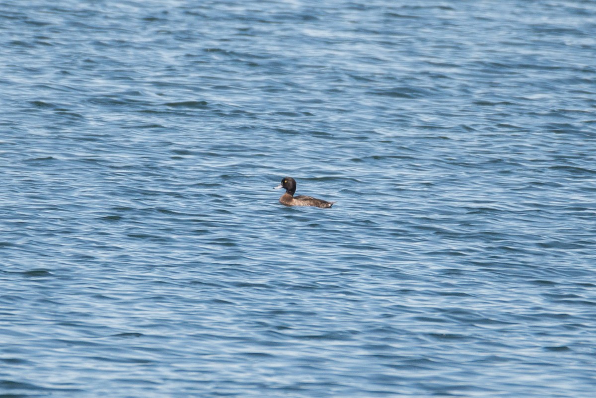 Tufted Duck - ML617360739