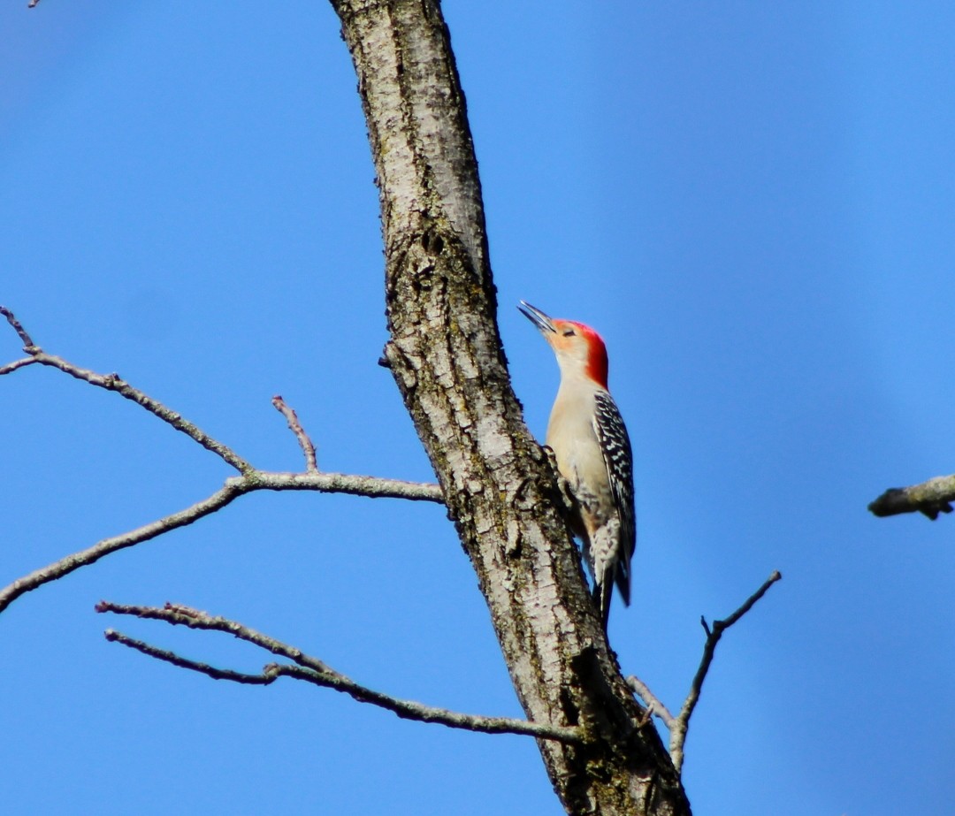Red-bellied Woodpecker - ML617360740