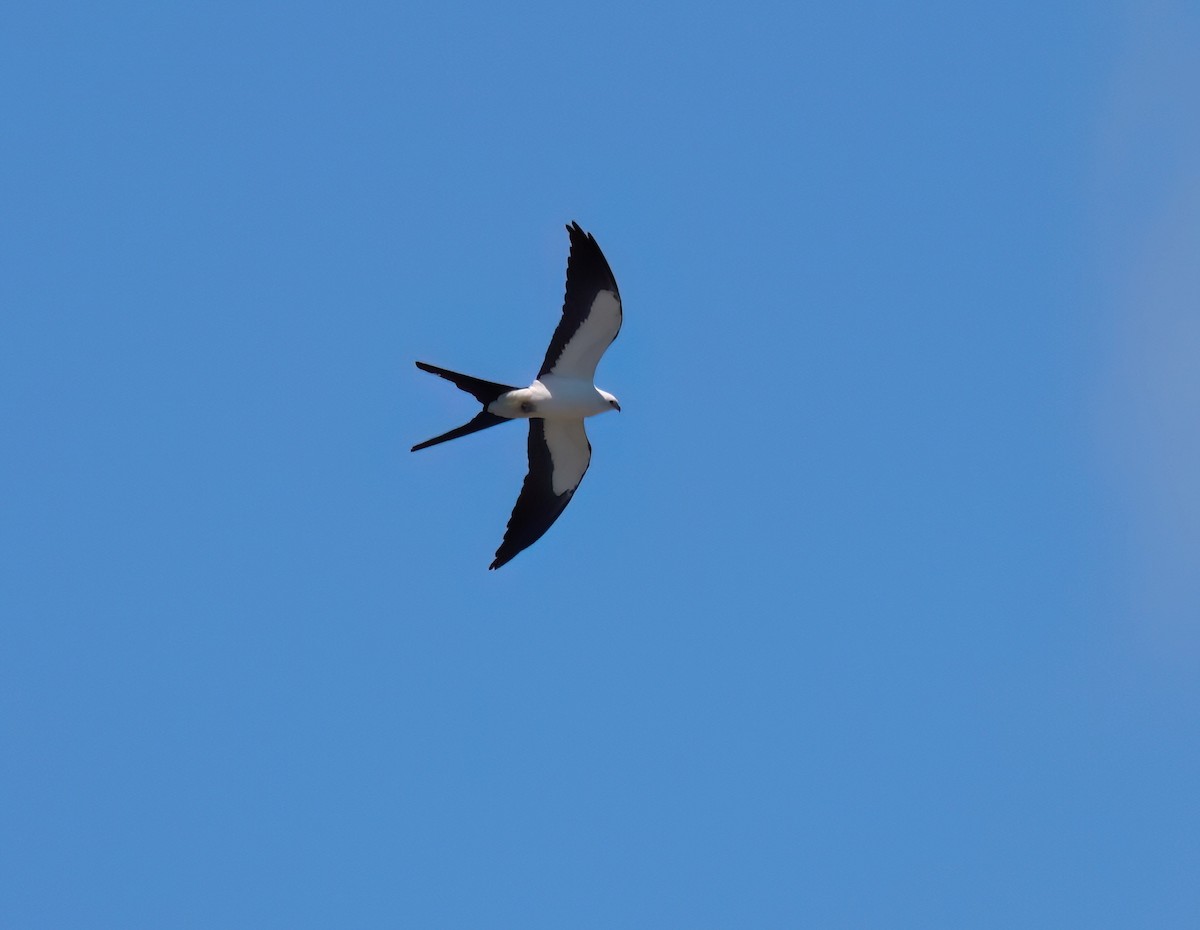 Swallow-tailed Kite - James Sherwonit