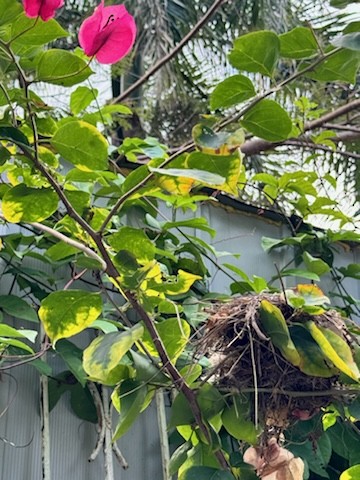 Bananaquit (Puerto Rico) - ML617360826