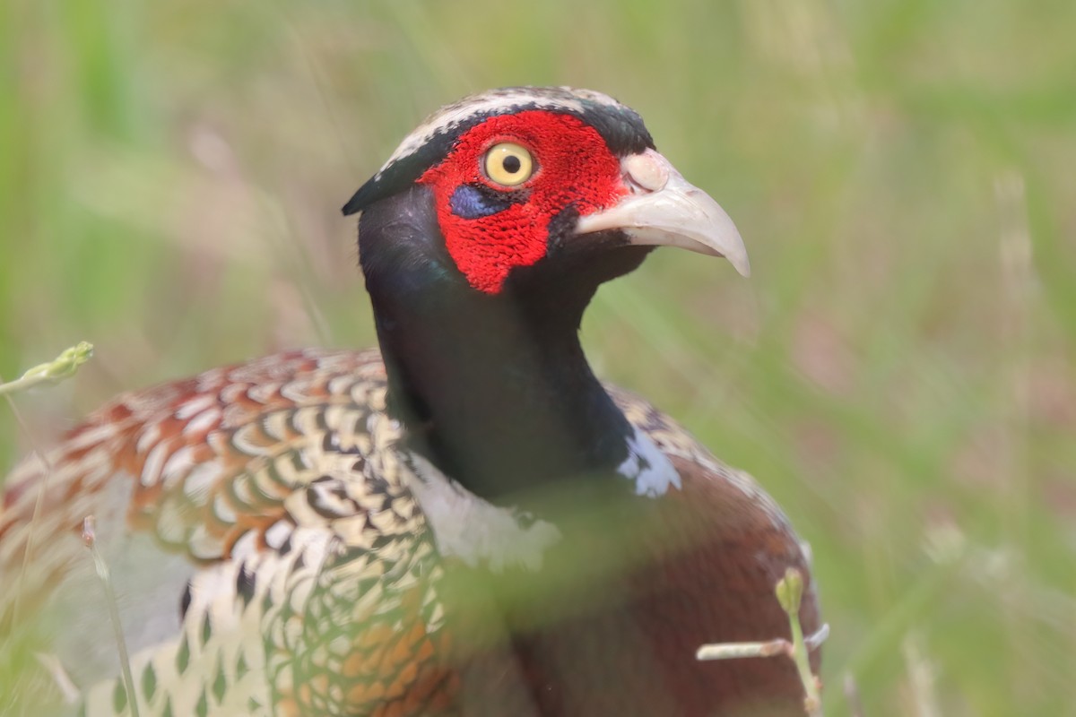 Ring-necked Pheasant - ML617360853