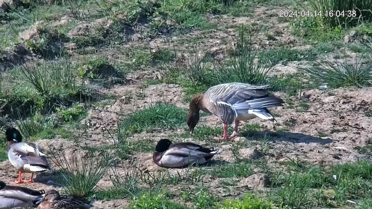 Pink-footed Goose - Urdaibai  Bird Center