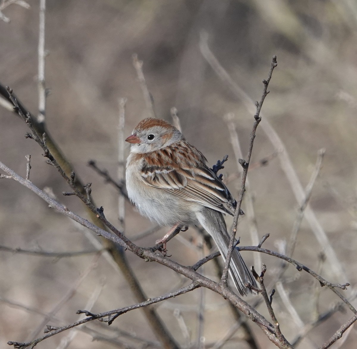 Field Sparrow - ML617360978