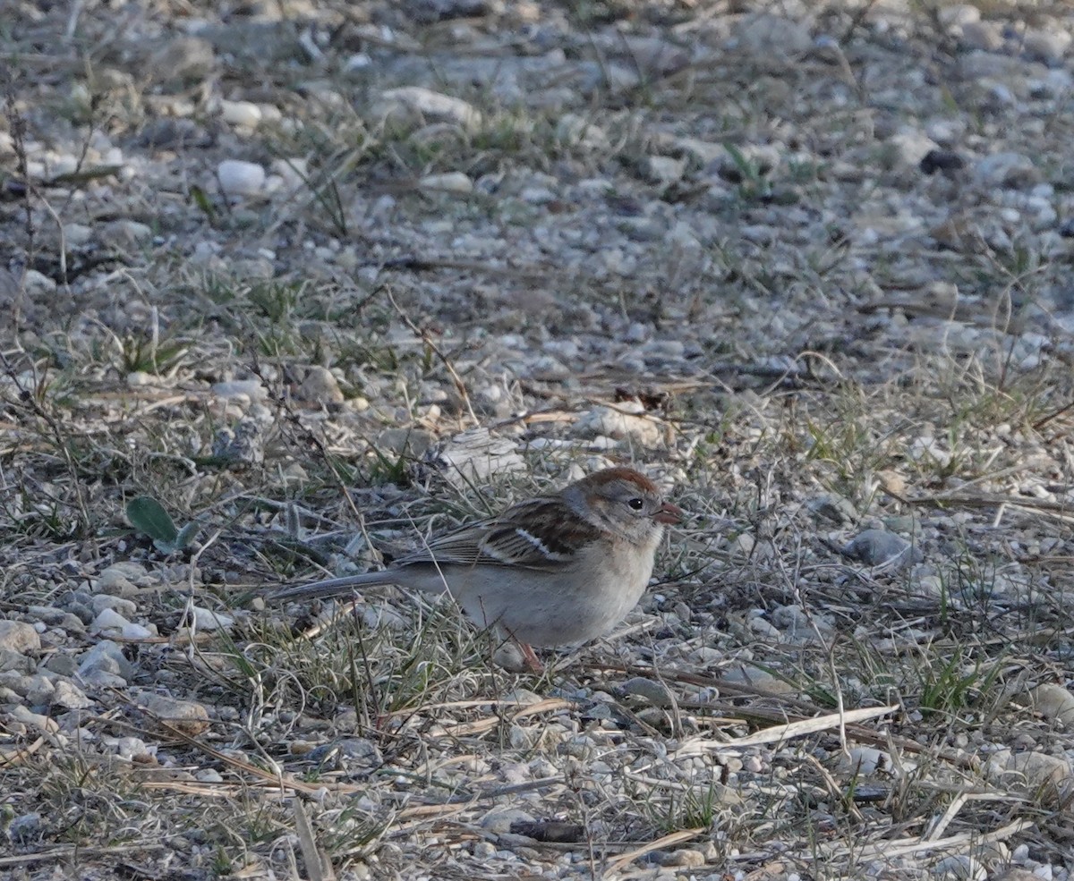 Field Sparrow - ML617360979
