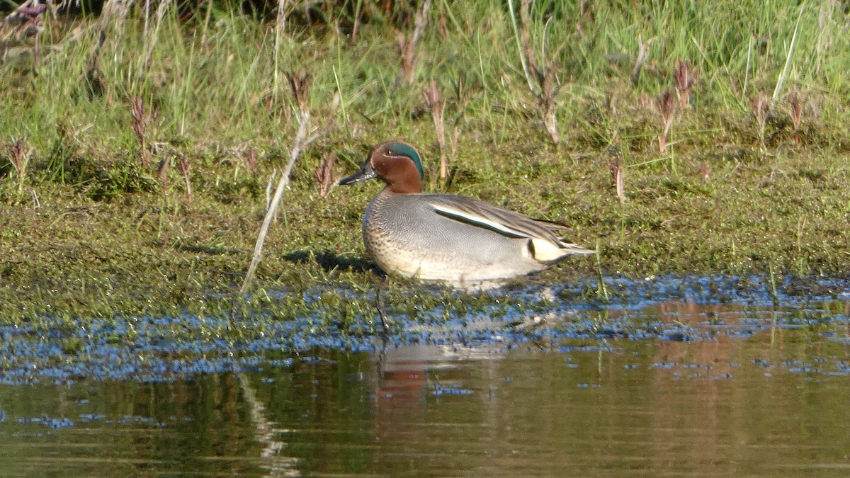 Green-winged Teal - ML617361008