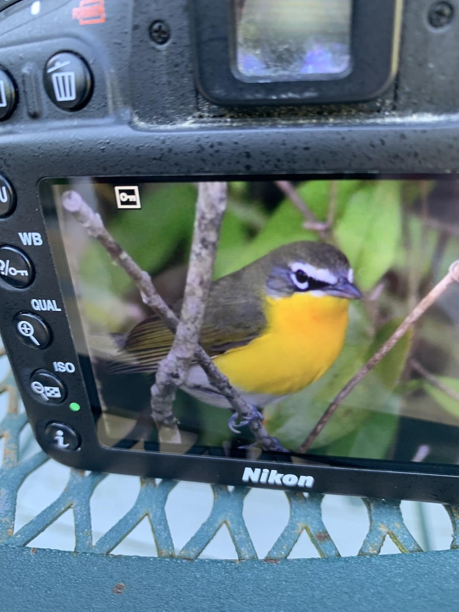 Yellow-breasted Chat - Janice Neitzel