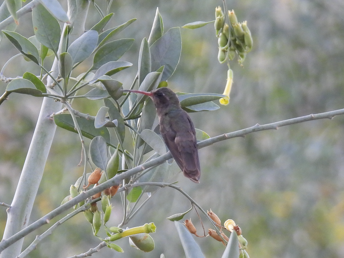 Dusky Hummingbird - ML617361136