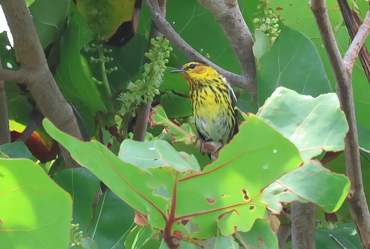 Cape May Warbler - ML617361147