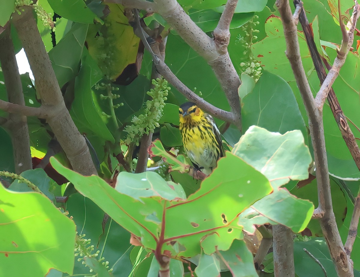 Cape May Warbler - ML617361149