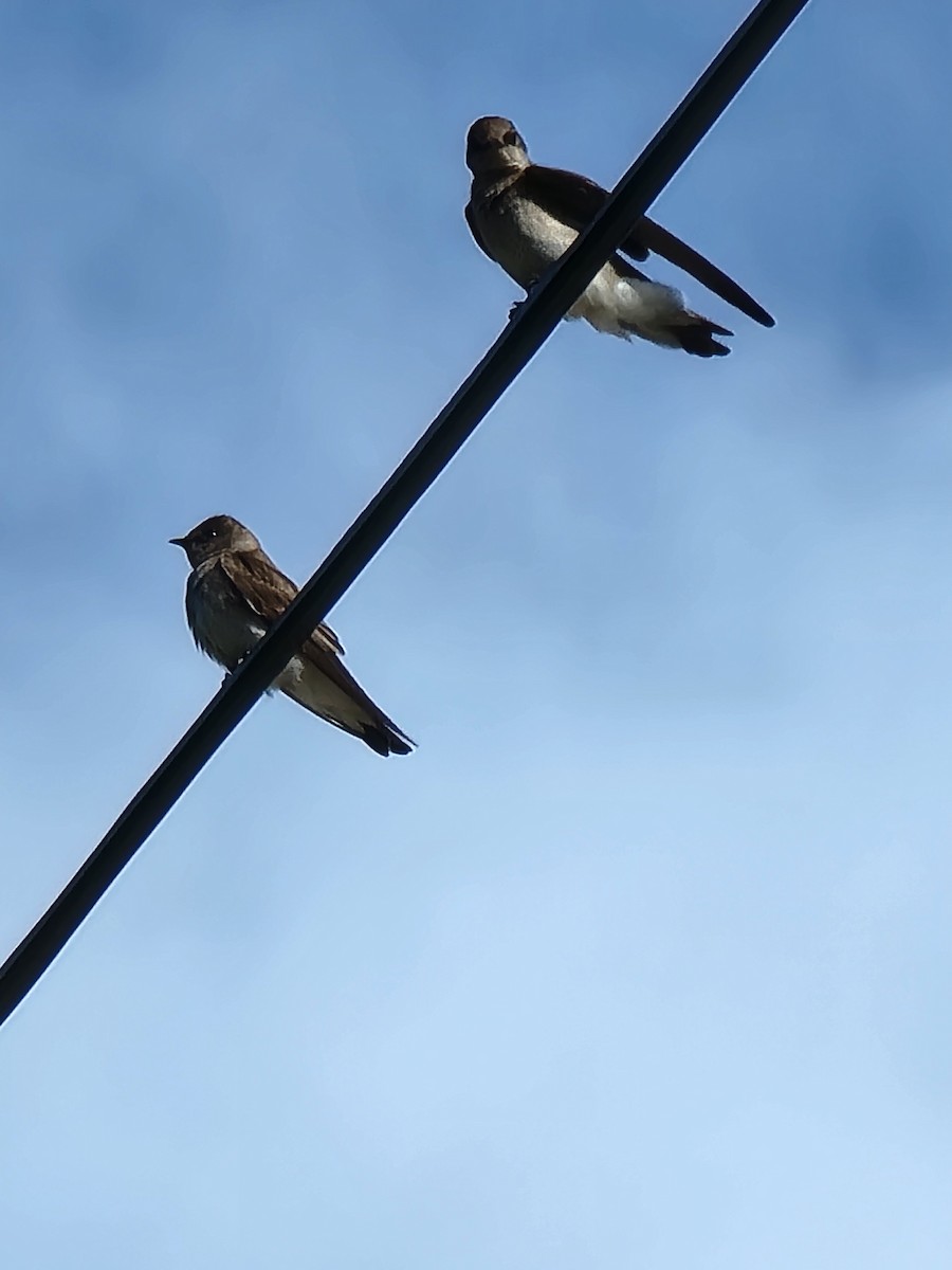 Northern Rough-winged Swallow - Jon Hills