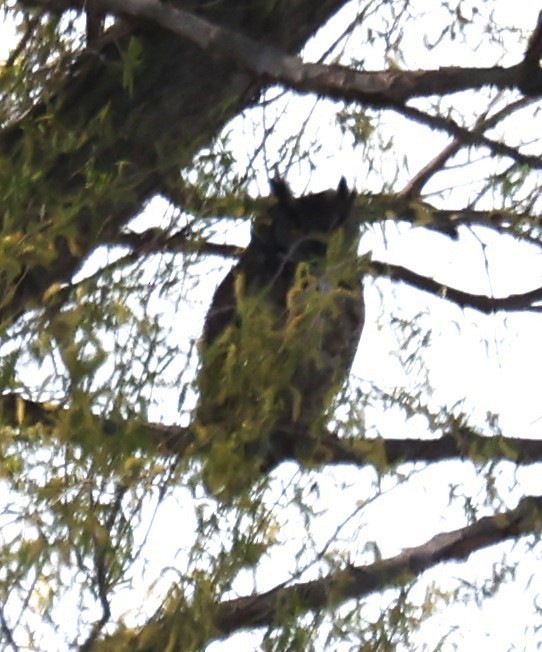 Great Horned Owl - ML617361392