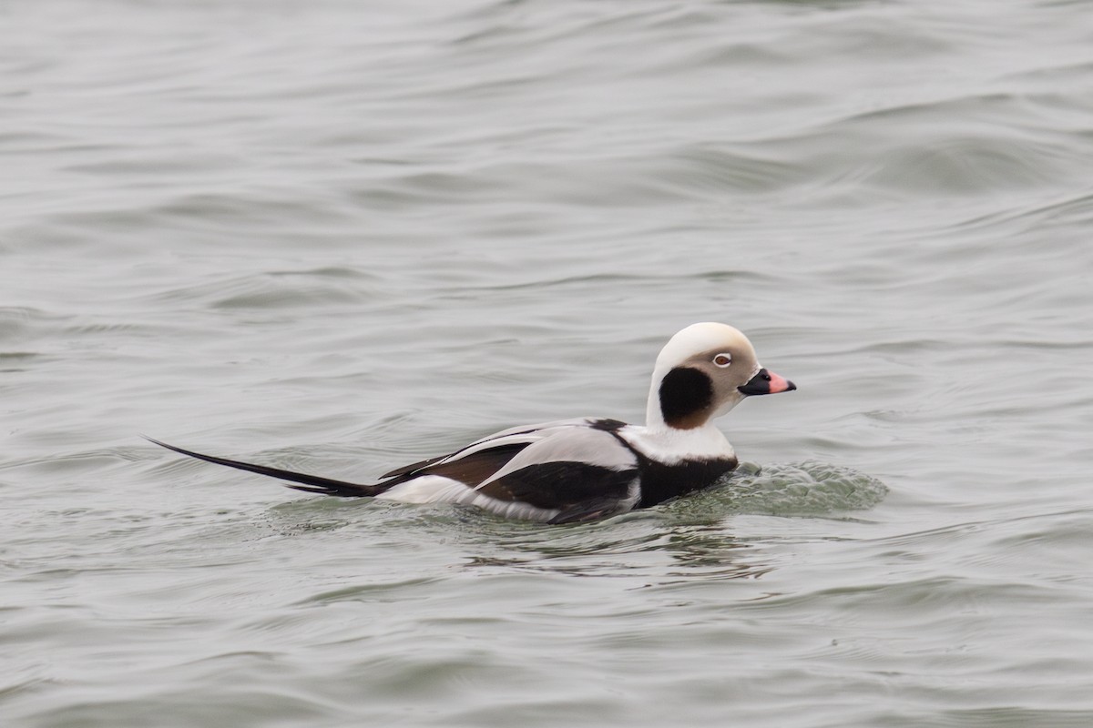Long-tailed Duck - Victoria Celis