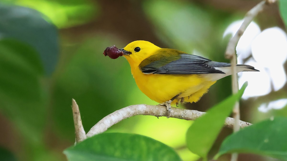 Prothonotary Warbler - ML617361454