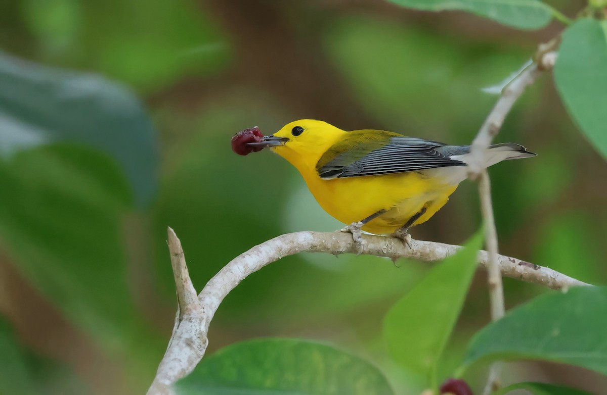 Prothonotary Warbler - ML617361455