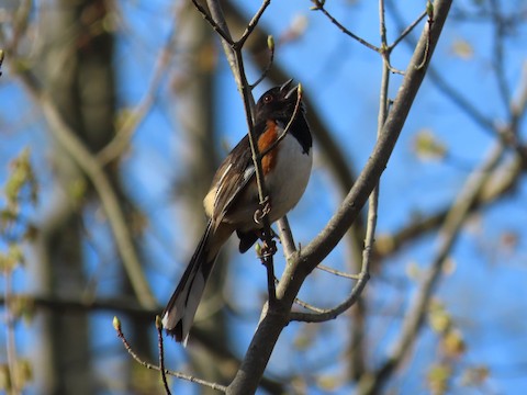 Eastern Towhee - Ruth Bergstrom