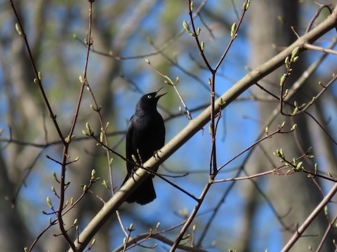Rusty Blackbird - Ruth Bergstrom