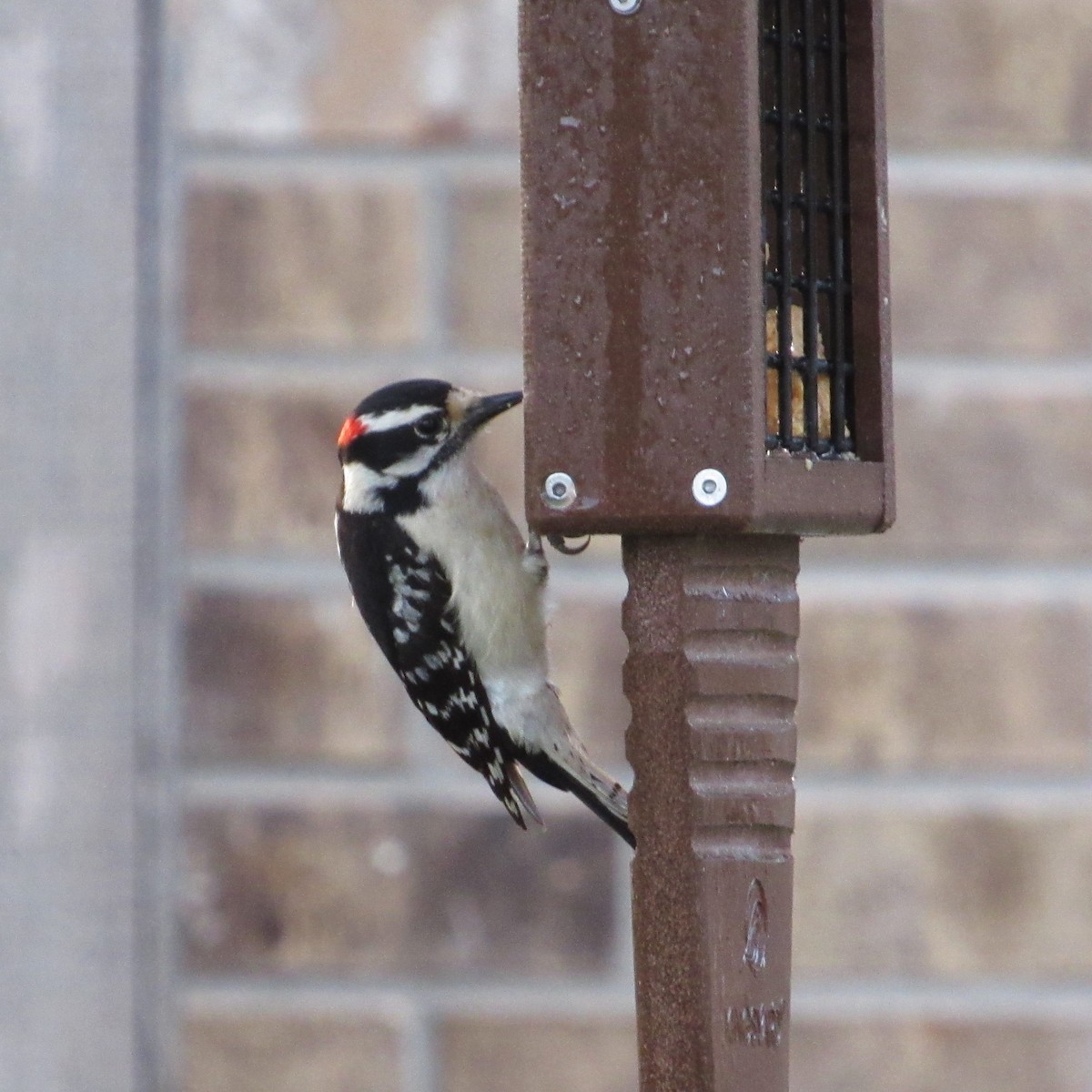 Downy Woodpecker - ML617361659