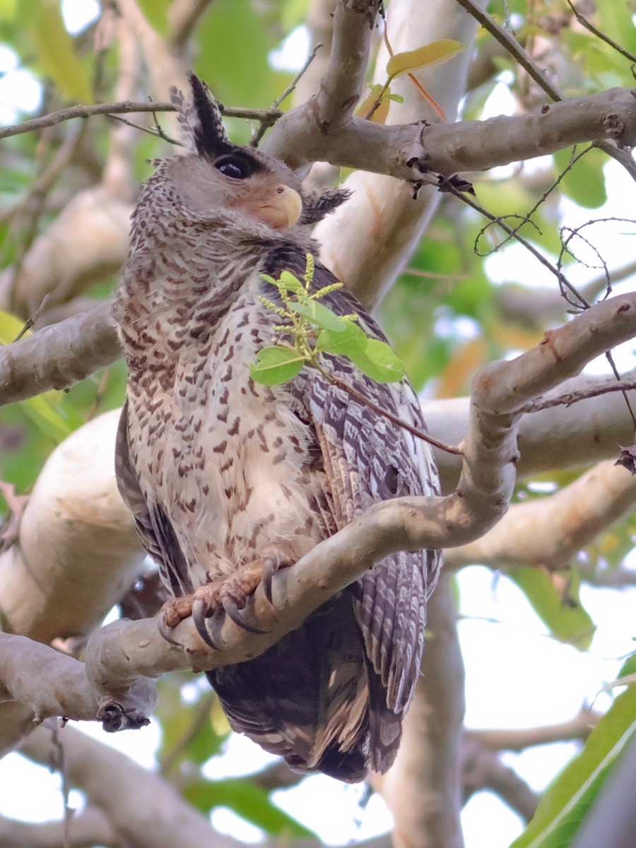 Spot-bellied Eagle-Owl - Kasiviswanathan A