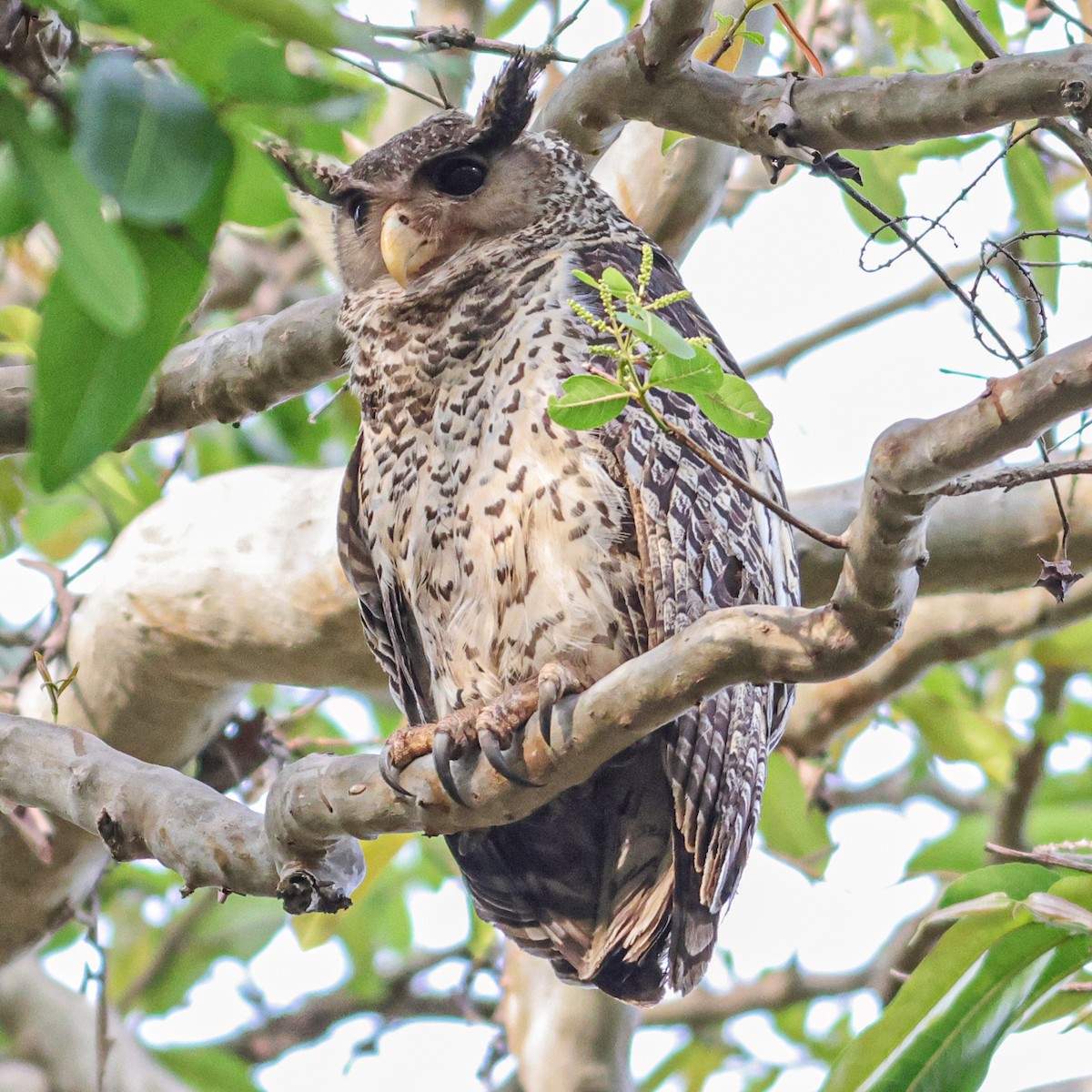 Spot-bellied Eagle-Owl - ML617361980