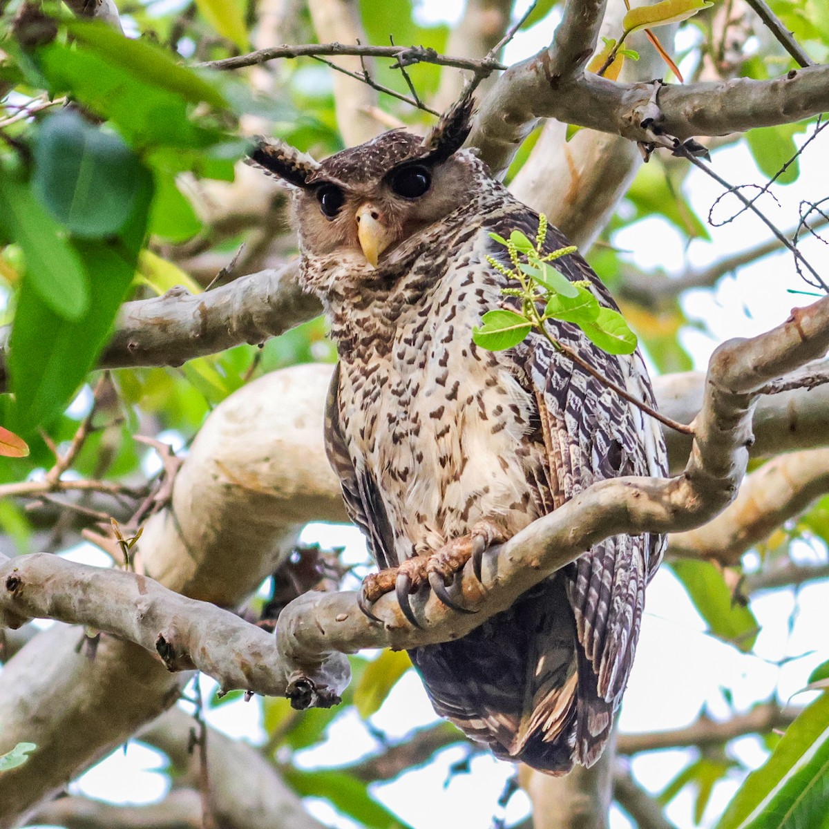 Spot-bellied Eagle-Owl - ML617361981
