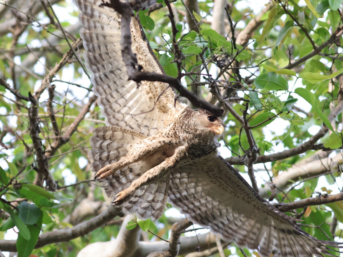 Spot-bellied Eagle-Owl - ML617361982