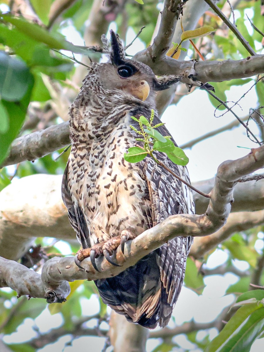 Spot-bellied Eagle-Owl - ML617361983