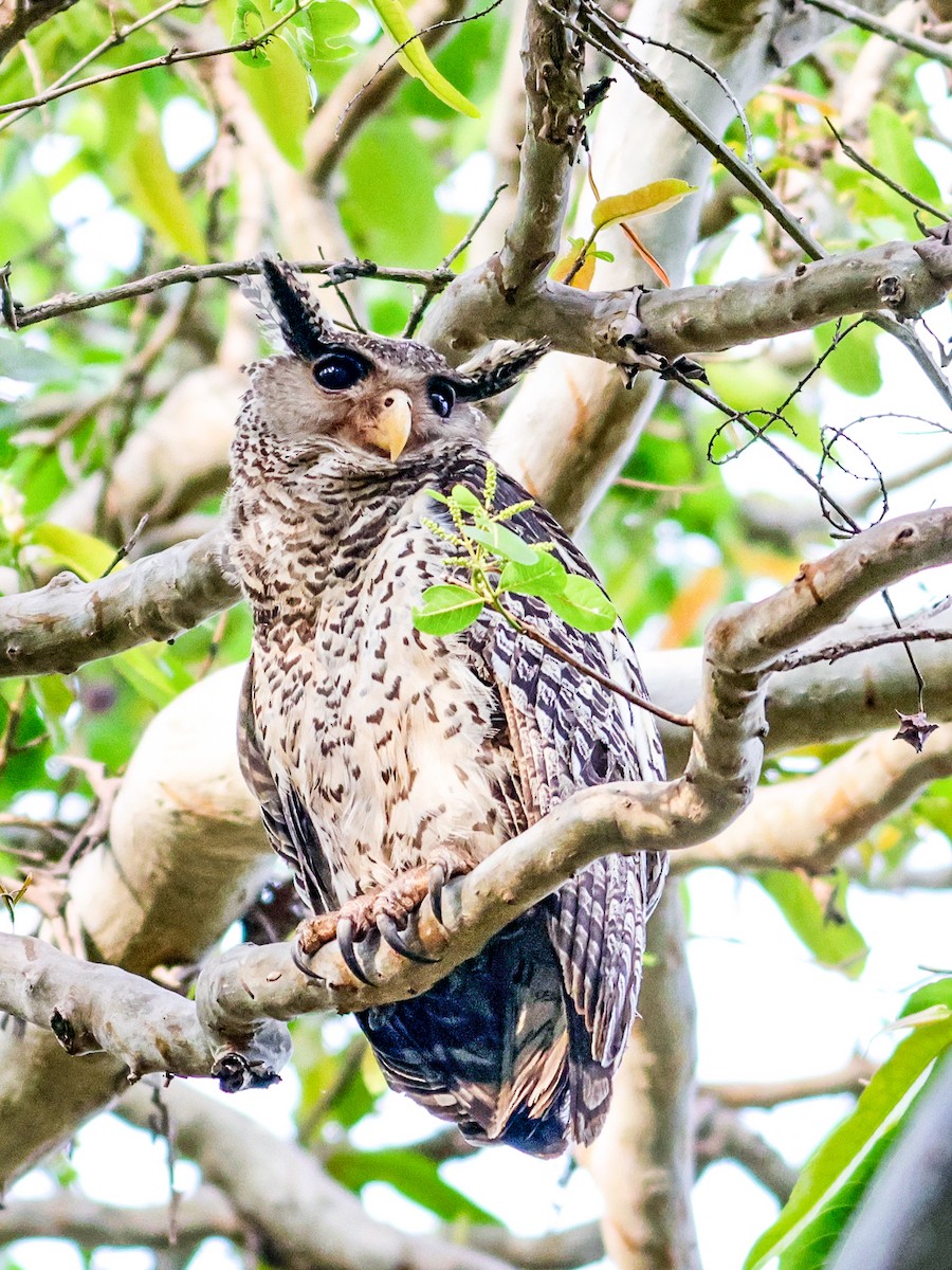 Spot-bellied Eagle-Owl - ML617361984