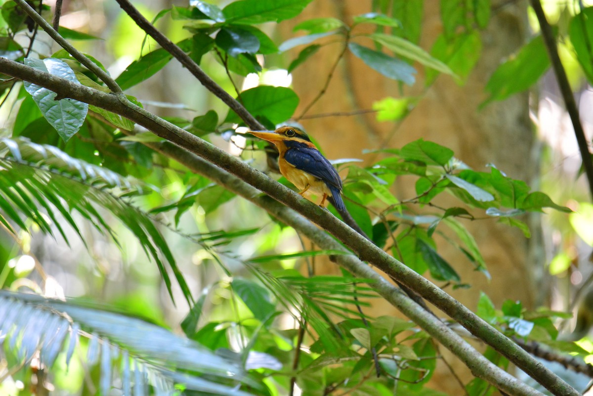 Rufous-collared Kingfisher - ML617362021
