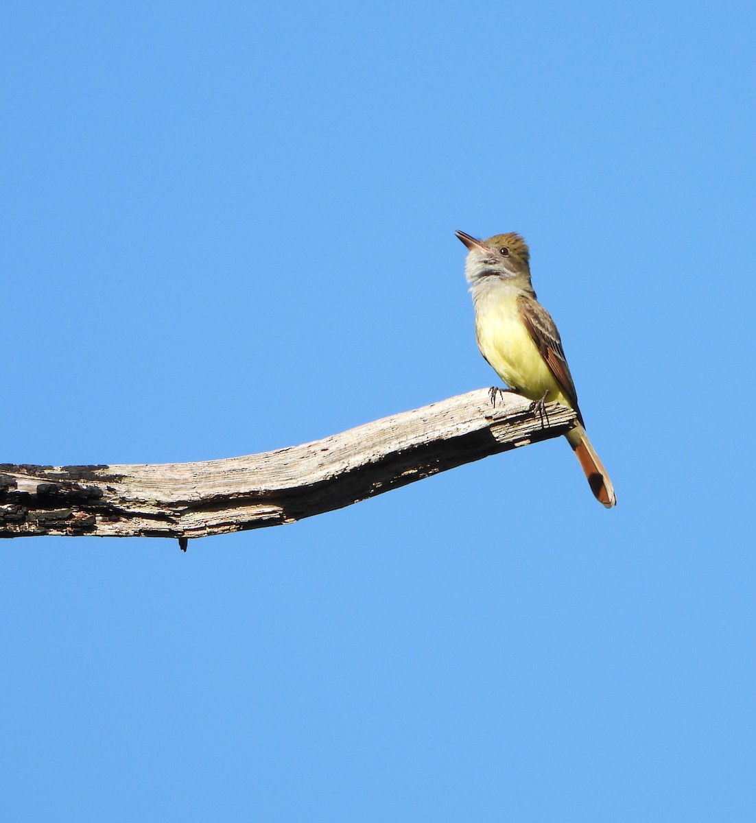 Great Crested Flycatcher - ML617362102
