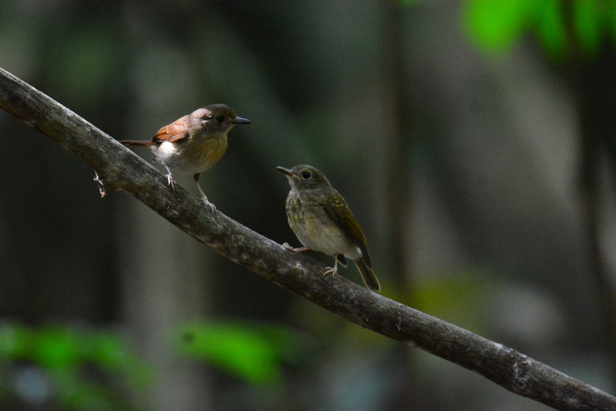 Fulvous-chested Jungle Flycatcher - ML617362108