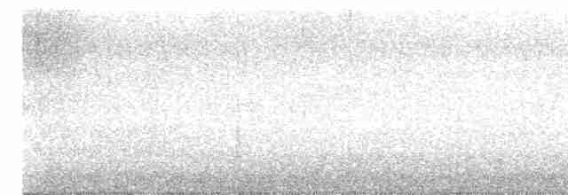 Mirlo Acuático Norteamericano - ML617362262