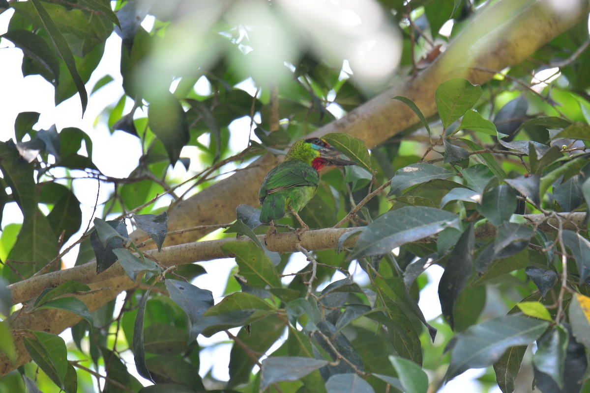 Red-throated Barbet - ML617362274