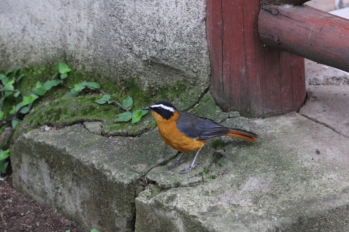 White-browed Robin-Chat - ML617362374