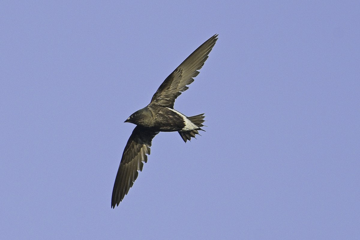 Brown-backed Needletail - ML617362375